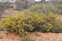 Senna artemisioides alicia
