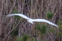 Ardea alba