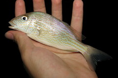 Orthopristis chrysoptera