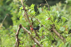 Diglossa baritula