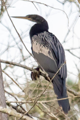 Anhinga anhinga