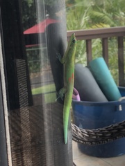 Phelsuma laticauda laticauda