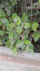Gaultheria shallon