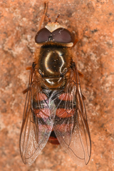 Eupeodes montivagus