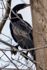 Anhinga anhinga