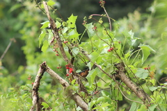 Diglossa baritula