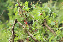 Diglossa baritula