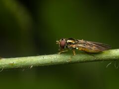 Melanostoma mellinum