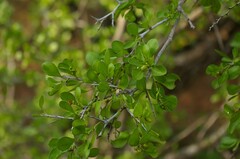 Condalia hookeri