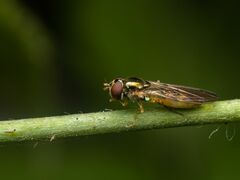 Melanostoma mellinum