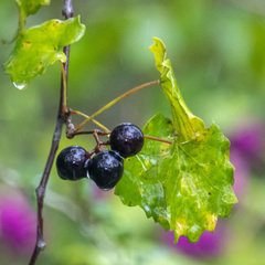 Vitis rotundifolia