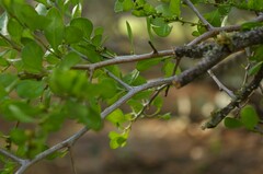 Condalia hookeri