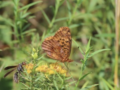 Boloria bellona