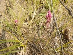 Castilleja raupii