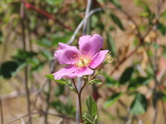 Rosa californica