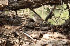 Chondestes grammacus