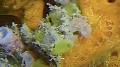 Phlebobranchia