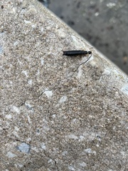 Euborellia annulipes