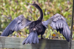 Anhinga anhinga