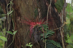 Calliandra houstoniana