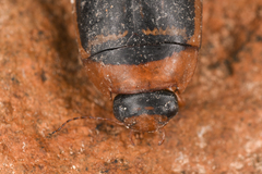 Hydaticus aruspex