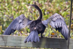 Anhinga anhinga
