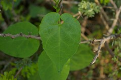 Cynanchum unifarium