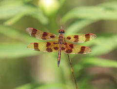 Celithemis eponina