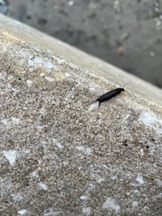 Euborellia annulipes