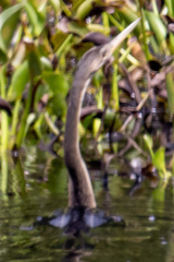Anhinga anhinga