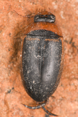 Hydaticus aruspex
