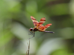 Celithemis eponina