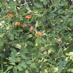 Lilium pardalinum shastense
