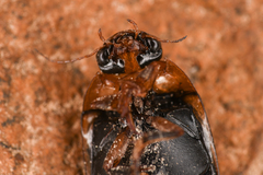 Hydaticus aruspex