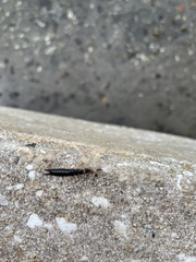 Euborellia annulipes