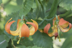 Lilium pardalinum shastense