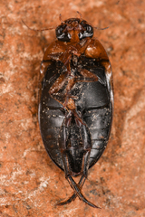Hydaticus aruspex