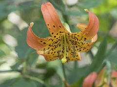 Lilium pardalinum shastense