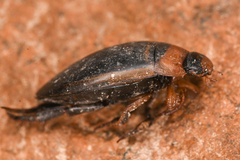 Hydaticus aruspex