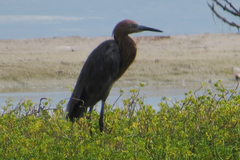 Egretta rufescens