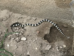 Rhinocheilus lecontei