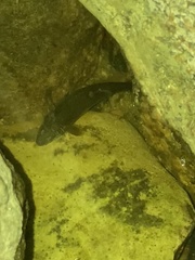 Rhinichthys cataractae