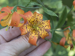 Lilium pardalinum shastense