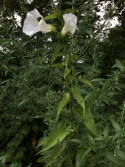 Convolvulaceae