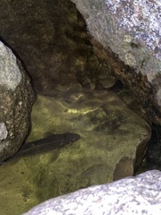 Rhinichthys cataractae