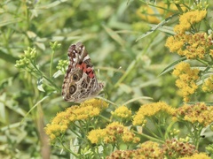 Vanessa virginiensis