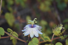 Passiflora foetida