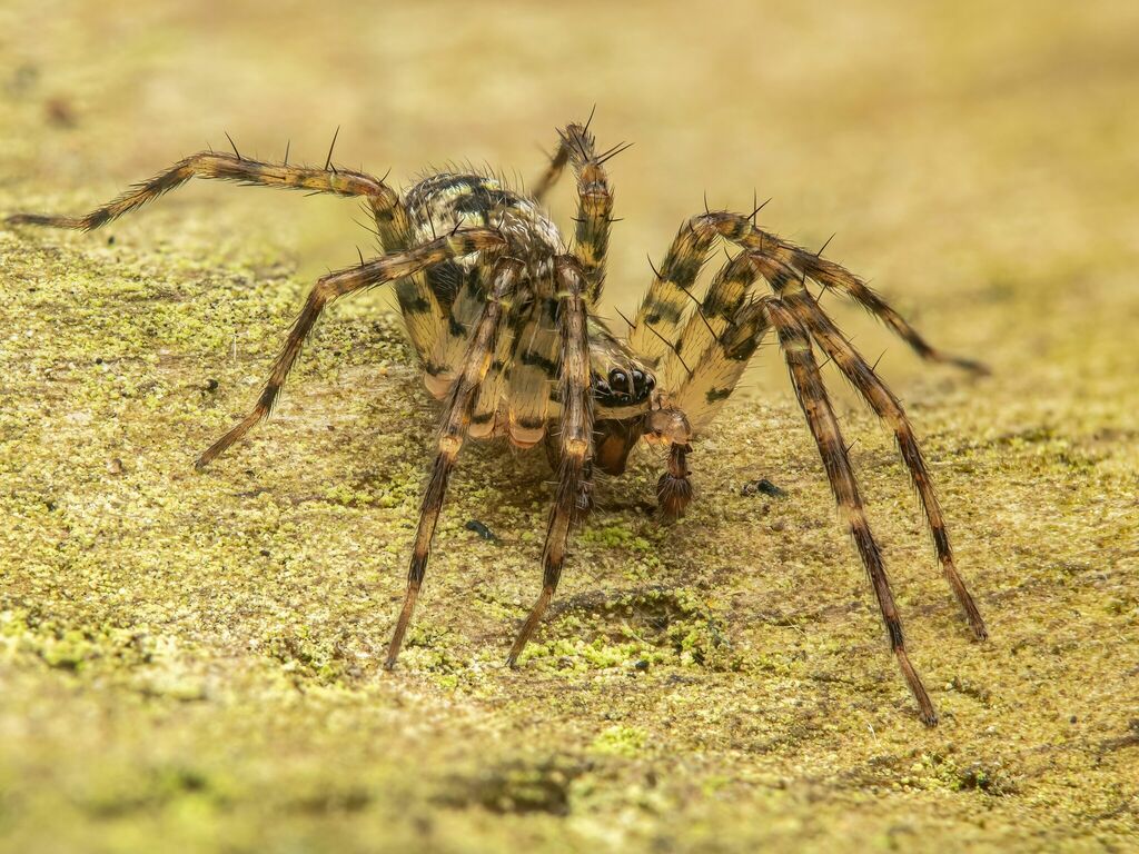 Dirksia cinctipes