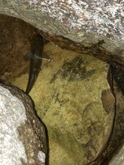 Rhinichthys cataractae