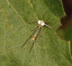 Maccaffertium modestum